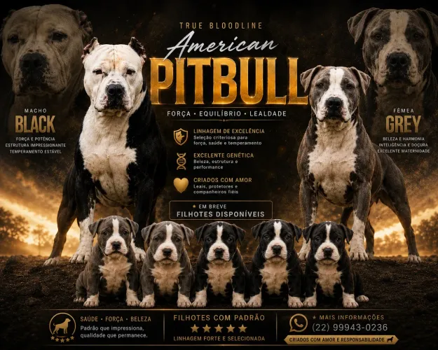 Filhotes de american pitbull