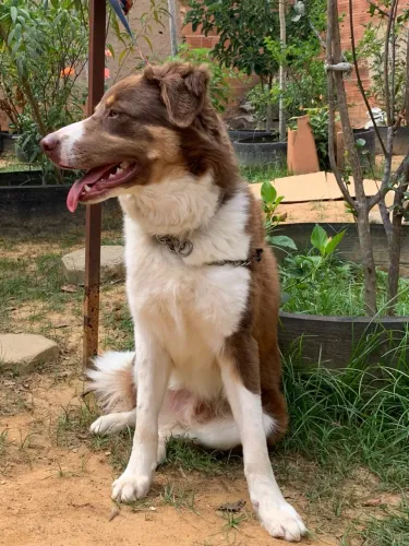 Border collie macho