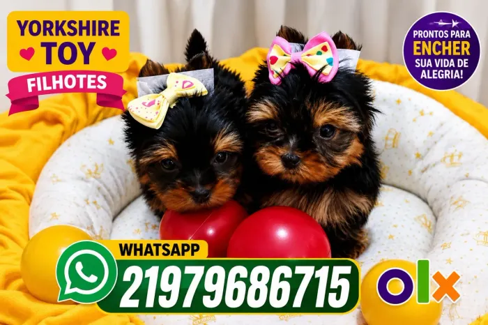 Yorkshire micro macho e fêmea raça pura lindos