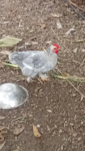 Mini cochin