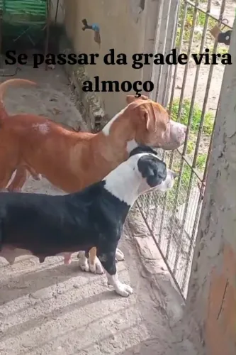 Venda de cachorro pit bull red nose