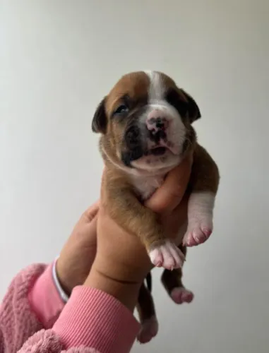 Boxer