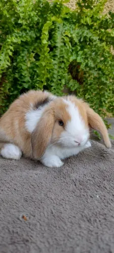 Mini Lop Uruguaio