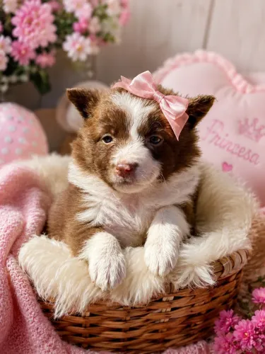 Fêmea de Border collie chocolate imperdível