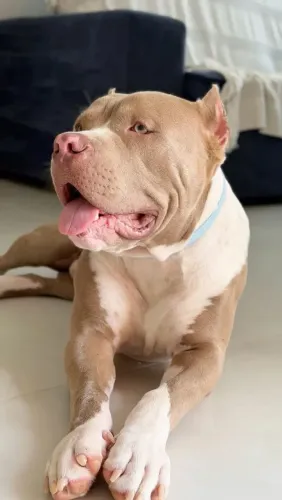 Pit Bull cão de guarda sensacional parcelo até 18x.