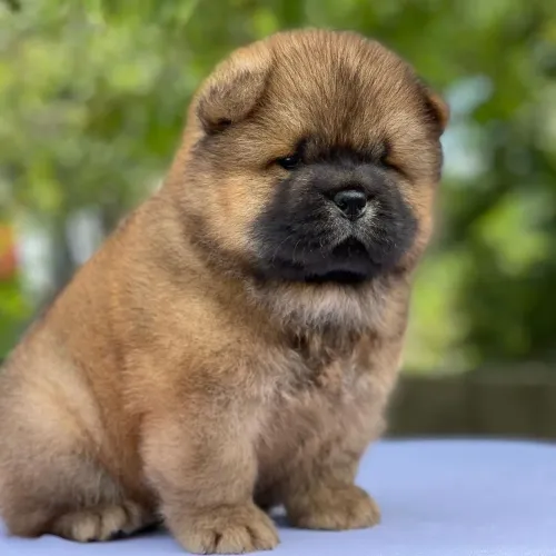 Filhotes De Chow Chow - Seus Dias De Tédio Acabaram!