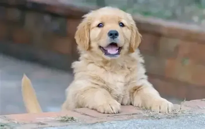Golden Filhotes