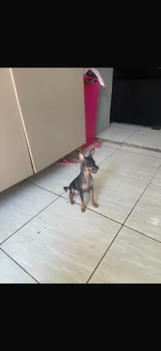 Filhote de cachorro pinscher número 1