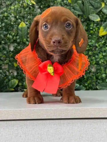 Basset chocolate