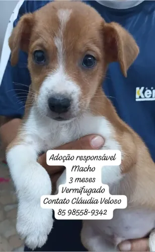 Fofulas para adoção