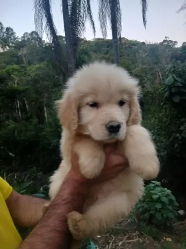 Golden Retriever Macho Europeu