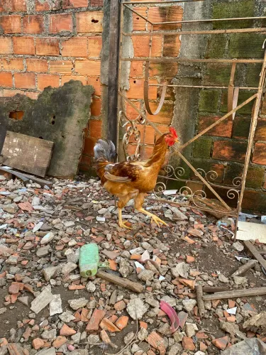 Vendo um frango novo ótimo pra sua criação 