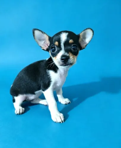 Pinscher Especial Valor Sentimental