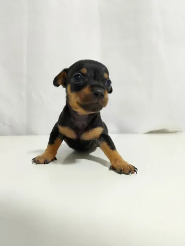 Filhote de Pinscher Macho