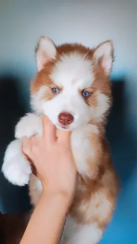 Husky siberiano filhotes ? Pelos wolly 