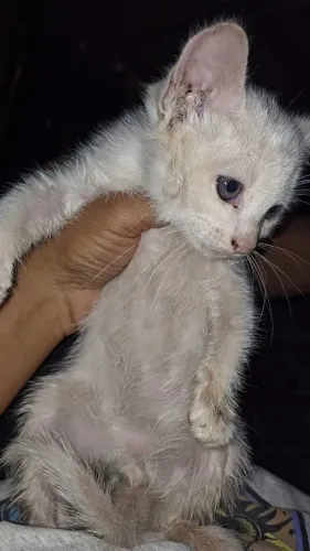 Doação de gato filhote 