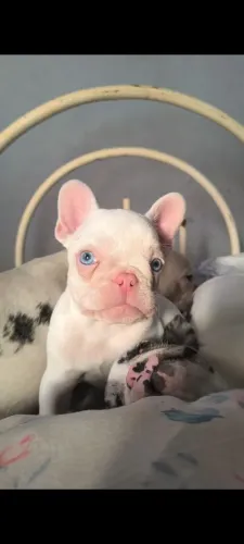 Buldogue francês 