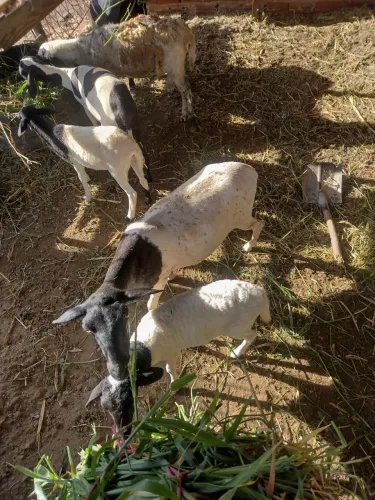 Vende troca de pendendo em algo do meu interesse