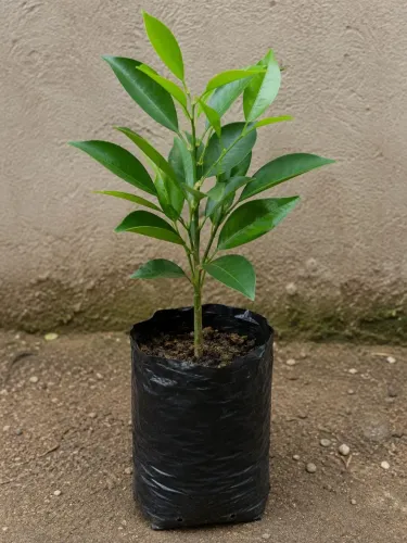  laranja muda lima ou pera 