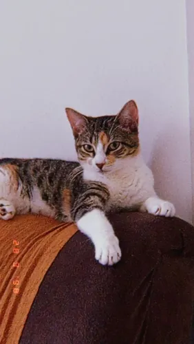 Gatinha para adoção já é castrada para doação urgente 1 aninho 