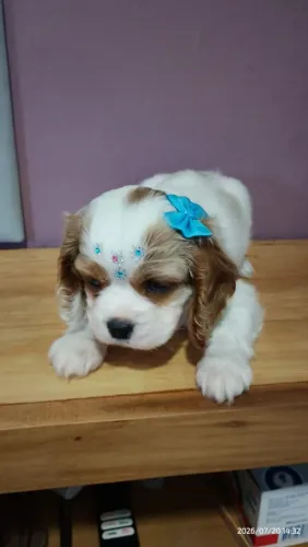 Cavalier king Charles macho e fêmea 