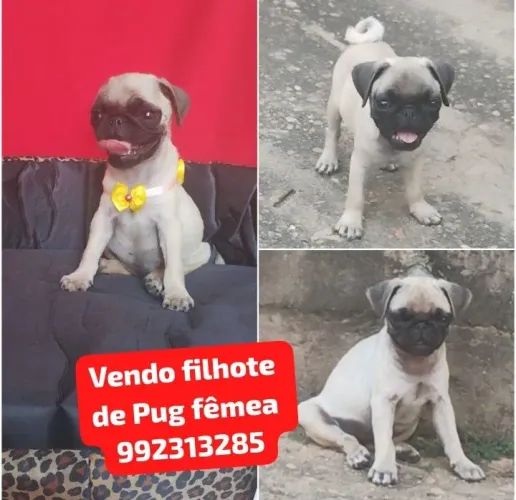 Vendo filhote de Pug fêmea