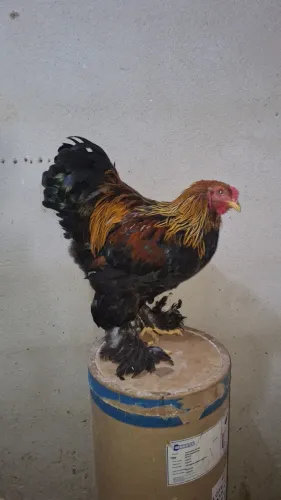 Frango brahma perdiz