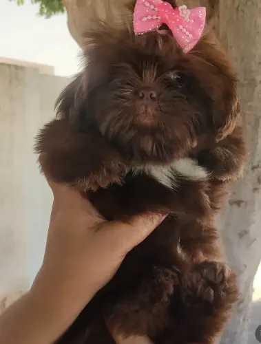 Filhote de Shih Tzu chocolate (Fêmea)Disponível para venda!