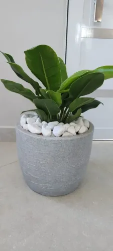 Filodrendio 50 cm alt so grande sp