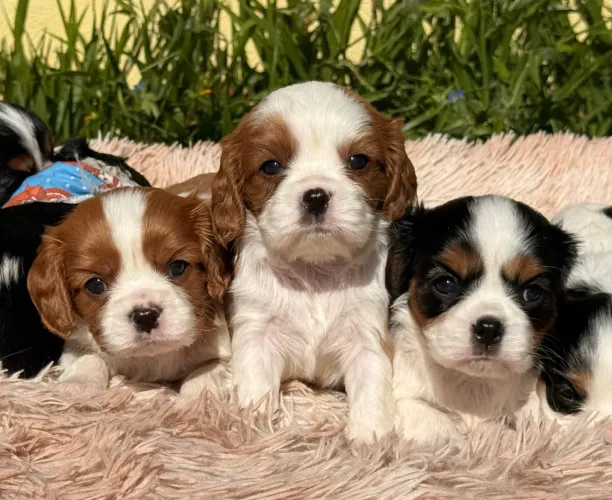 Cavalier King Charles - macho Blenheim