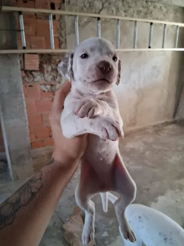 Fêmea de pitbul