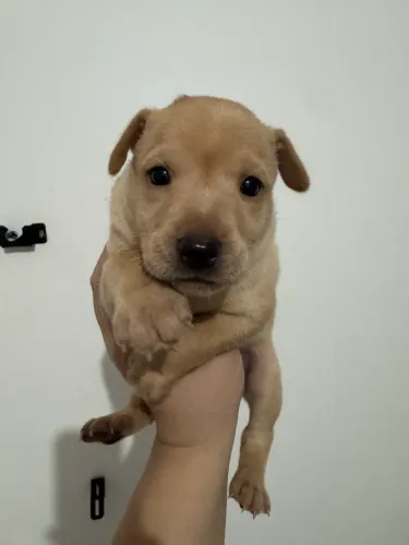 Doação filhote macho porte médio