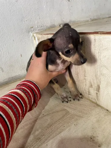 Está para venda