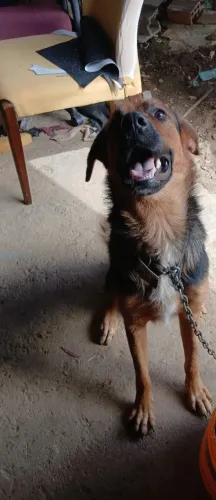Doação dog raça 