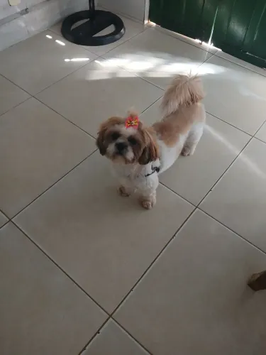 Vende-se shitsu fêmea 1 ano já vacinada. 700 reais