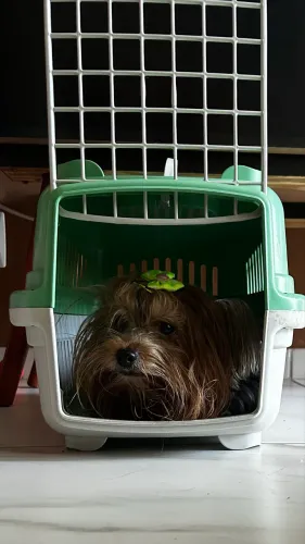 CAIXA P/ TRANSPORTE DE PET R$29,90 unidade.