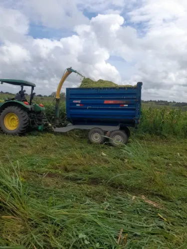 Silo de Capim com Milho à Venda - Lote Completo