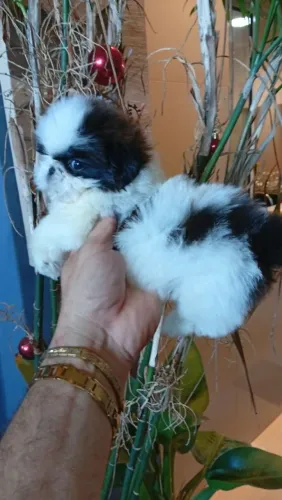 Shih tzu fêmea 