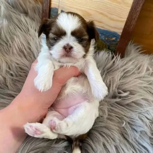 Filhotes de Shih Tzu | Focinho fofo e coração cheio de carinho.