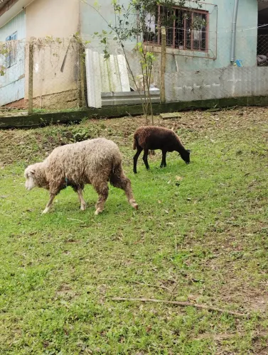 Lote ovelhas Viamão