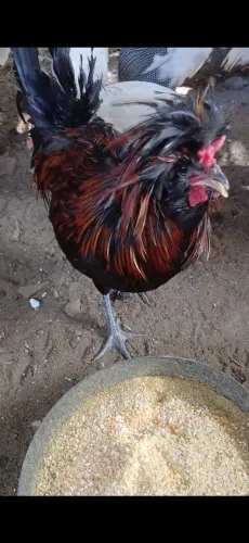 Galo galinhas