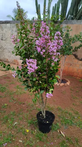 Reseda com vaso