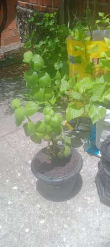 VENDO PLANTA HORTELÃ