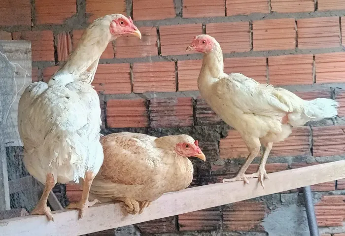 Galinhas caipiras 
