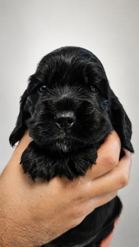 Cocker spaniel inglês puro