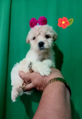 Poodle toy macho e femea
