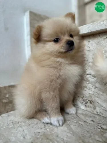 O Filhote de Spitz Alemão Que Encanta Desde o Primeiro Olhar