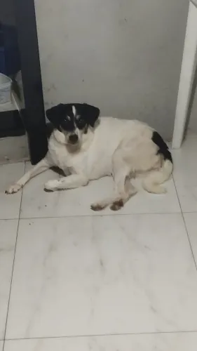 Doa-se uma cadela 
