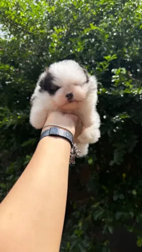 Lindos filhotes de Spitz alemão anão/ Lulu da pomerania