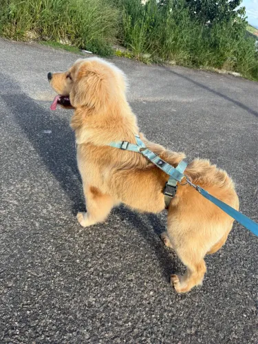 Filhote Golden Retriever (macho)